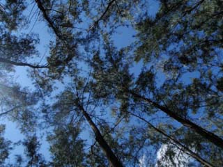 The Pine Trees